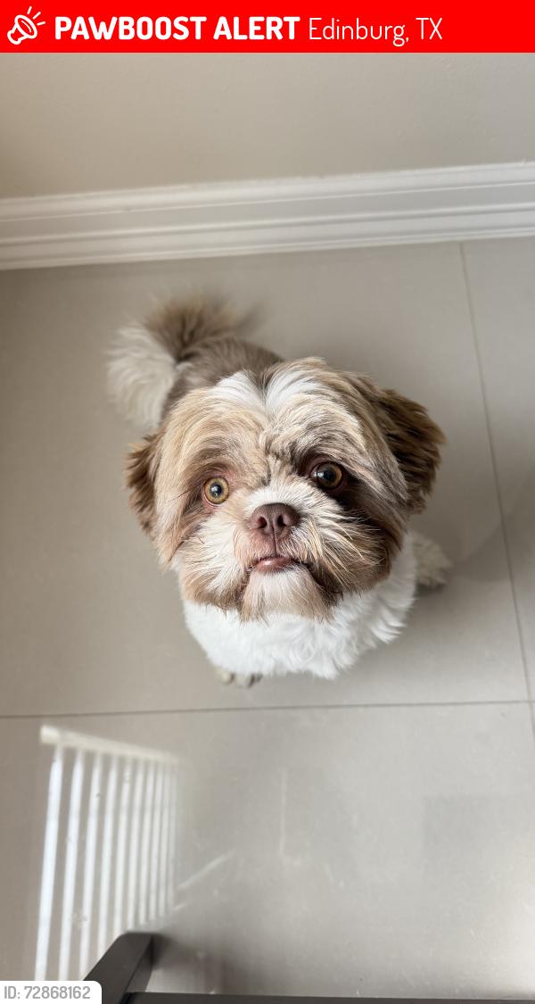 Lost Male Dog last seen W chapin st Edinburg TX, Edinburg, TX 78541