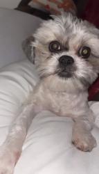 Lost Male Dog last seen Hanna High school , Brownsville, TX 78521
