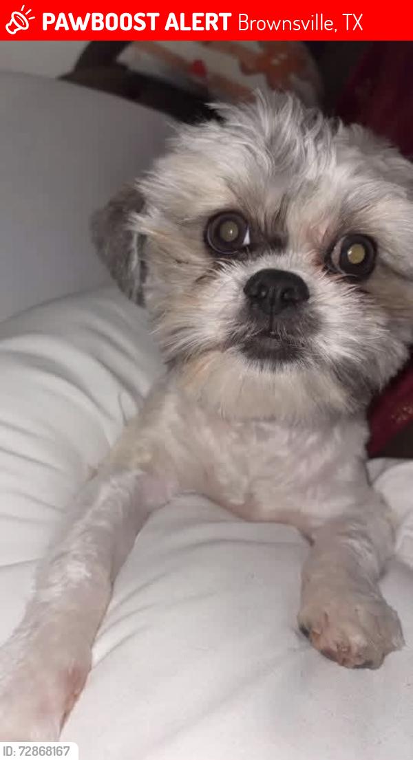 Lost Male Dog last seen Hanna High school , Brownsville, TX 78521