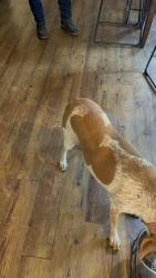 Reunited Female Dog last seen Pine , Edmonds, WA 98020