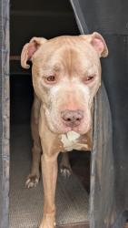 Found/Stray Male Dog last seen Charles and Lexington, Rockford, IL 61108