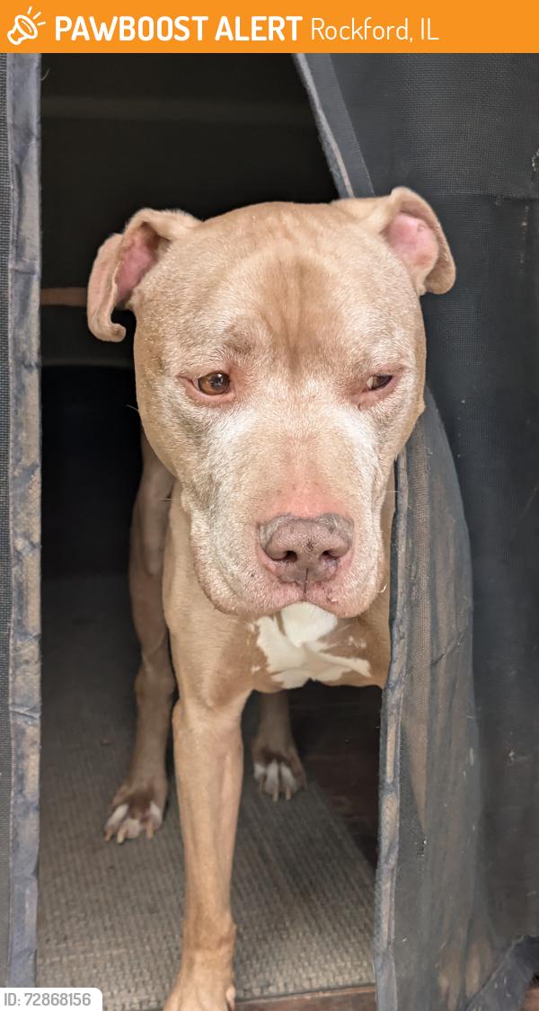 Found/Stray Male Dog last seen Charles and Lexington, Rockford, IL 61108