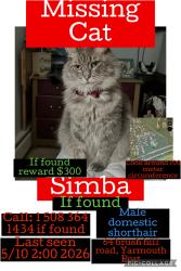 Lost Male Cat last seen Brush hill road, Yarmouth, MA 02675