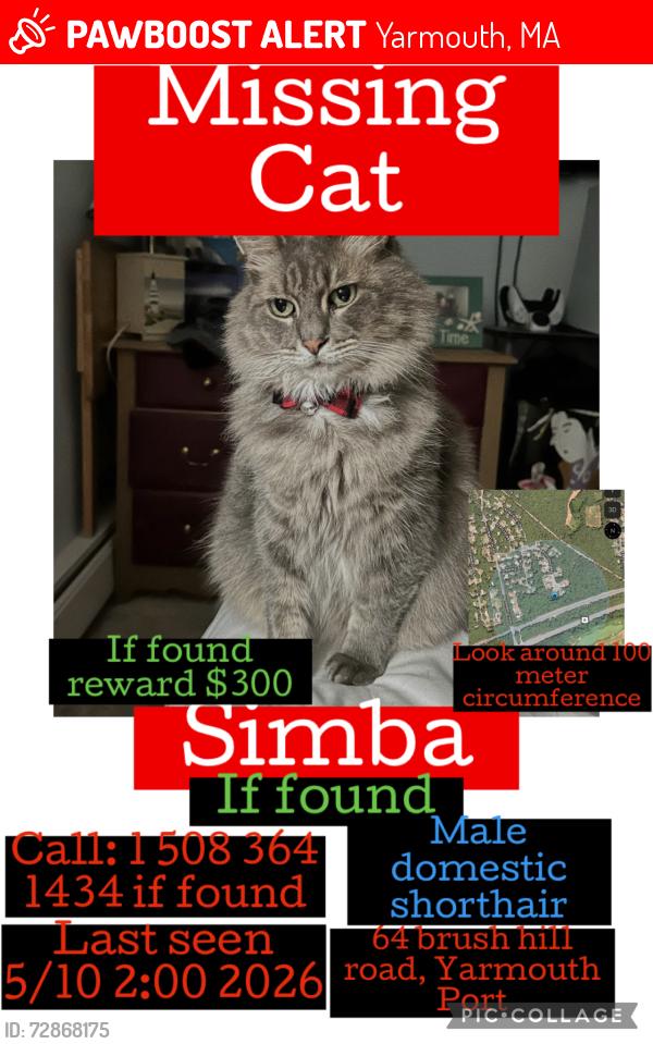 Lost Male Cat last seen Brush hill road, Yarmouth, MA 02675