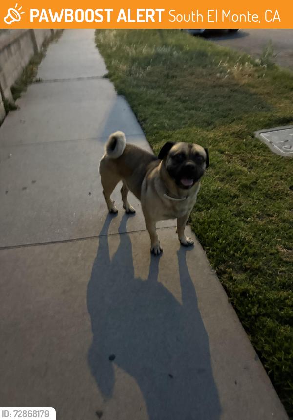 Found/Stray Male Other last seen Near Rush st, South El Monte, CA 91733