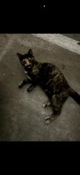 Found/Stray Female Cat last seen In grge, Houston, TX 77063