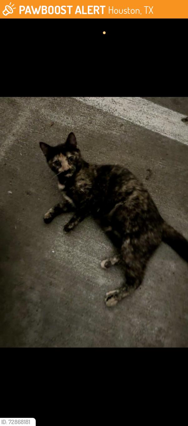 Found/Stray Female Cat last seen In grge, Houston, TX 77063