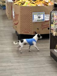 Found/Stray Male Dog last seen Festival Supermarket Parking Lot, Lauderhill, FL 33313
