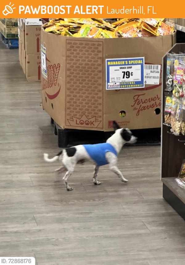 Found/Stray Male Dog last seen Festival Supermarket Parking Lot, Lauderhill, FL 33313