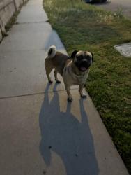 Found/Stray Male Other last seen Near Rush st, South El Monte, CA 91733
