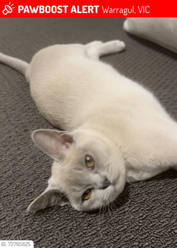 Lost Female Cat last seen Waterford Rise, Warragul, VIC 3820