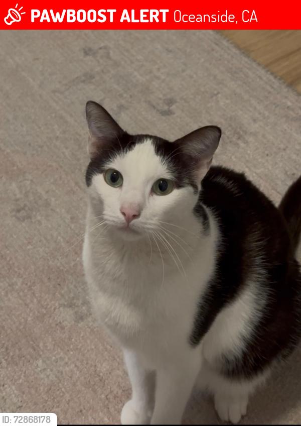 Lost Male Cat last seen Cassidy Street and South Horne Street in South Oceanside, Oceanside, CA 92054