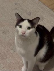 Lost Male Cat last seen Cassidy Street and South Horne Street in South Oceanside, Oceanside, CA 92054