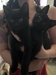 Lost Male Cat last seen Clackamas Mall, Happy Valley, OR 97086