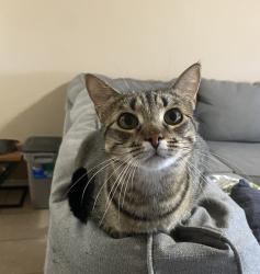Lost Female Cat last seen Marbach 1604 , San Antonio, TX 78245