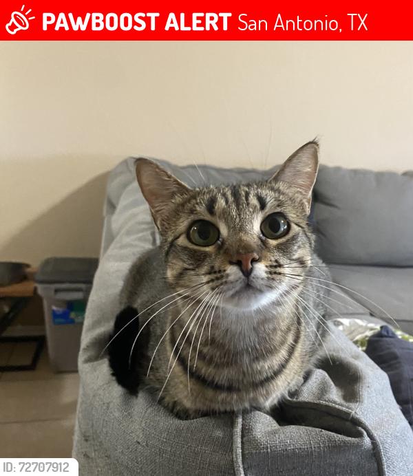 Lost Female Cat last seen Marbach 1604 , San Antonio, TX 78245