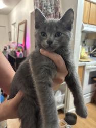 Reunited Male Cat last seen Clackamas Mall , Happy Valley, OR 97086