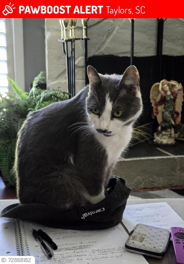 Lost Female Cat last seen Stalling rd, Taylors, SC 29687
