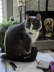 Lost Female Cat last seen Stalling rd, Taylors, SC 29687