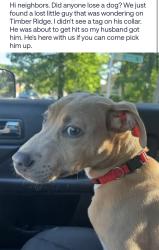 Found/Stray Male Dog last seen Timber Ridge Road, Charlotte, NC 28213