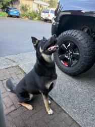 Found/Stray Female Dog last seen Arata rd , Wood Village, OR 97030