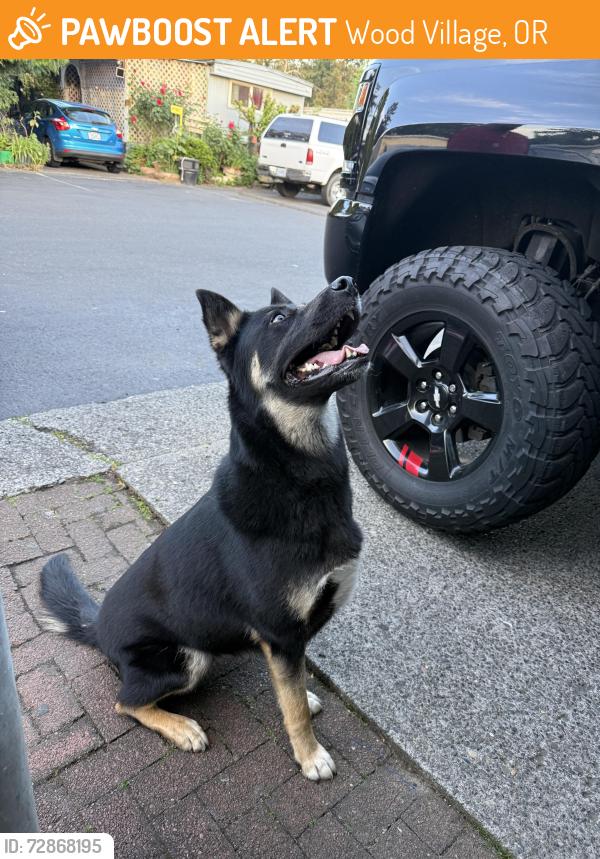 Found/Stray Female Dog last seen Arata rd , Wood Village, OR 97030
