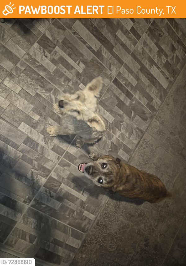 Found/Stray Male Dog last seen Rojas and Noap, El Paso County, TX 79928
