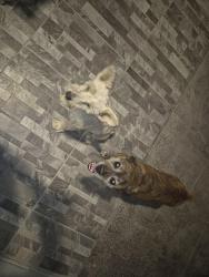 Found/Stray Male Dog last seen Rojas and Noap, El Paso County, TX 79928