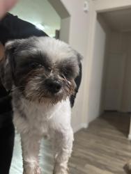 Found/Stray Male Dog last seen San Marzano Ct, Harris County, TX 77493