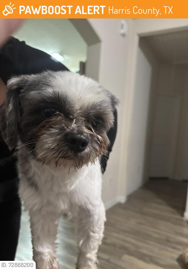 Found/Stray Male Dog last seen San Marzano Ct, Harris County, TX 77493