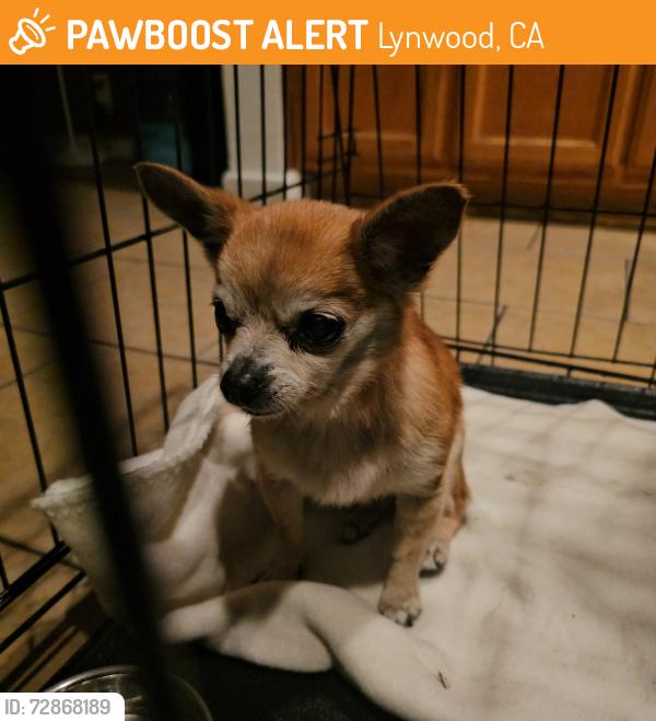 Found/Stray Female Dog last seen On Alexander Ave. Between Imperial and Abbott, Lynwood, CA 90262