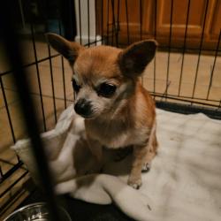 Found/Stray Female Dog last seen On Alexander Ave. Between Imperial and Abbott, Lynwood, CA 90262