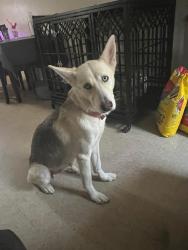Lost Female Dog last seen Centeral Ave, Lindsay, CA 93247