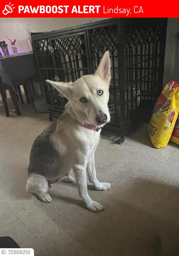 Lost Female Dog last seen Centeral Ave, Lindsay, CA 93247