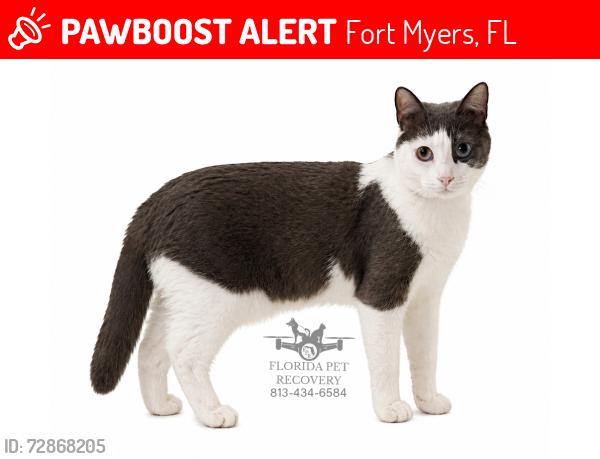 Lost Female Cat last seen Palamos circle, Fort Myers, FL 33905