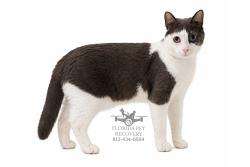 Lost Female Cat last seen Palamos circle, Fort Myers, FL 33905