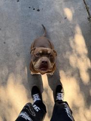 Found/Stray Male Dog last seen 13th and north Mountain View ave, San Bernardino, CA 92405