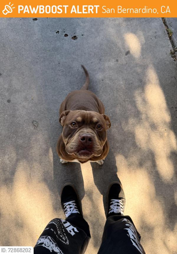 Found/Stray Male Dog last seen 13th and north Mountain View ave, San Bernardino, CA 92405