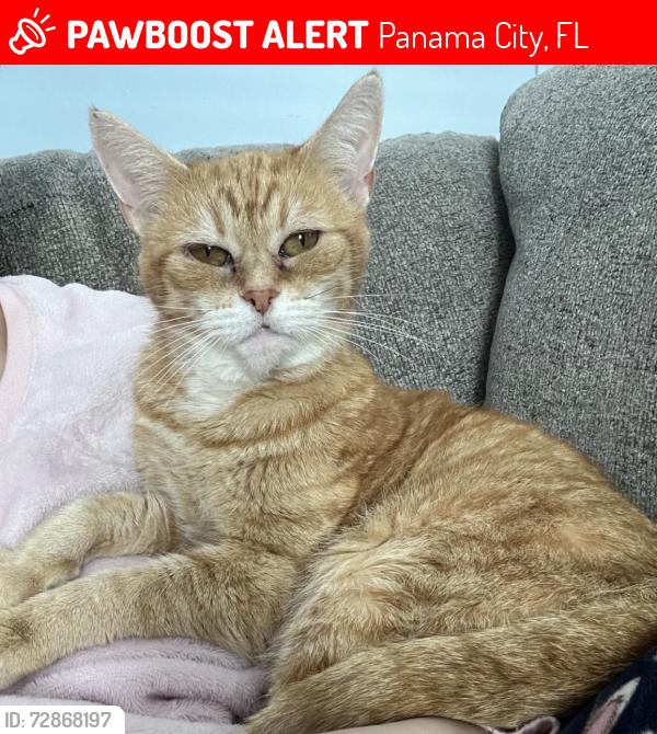 Lost Female Cat last seen Bayside ests , Panama City, FL 32404