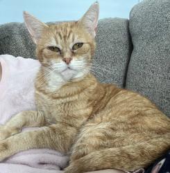 Lost Female Cat last seen Bayside ests , Panama City, FL 32404