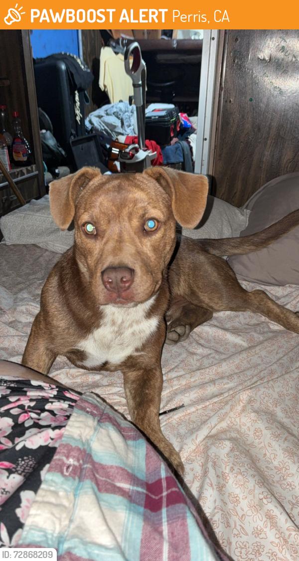 Found/Stray Male Dog last seen Near state highway 74 Perris , Perris, CA 92570