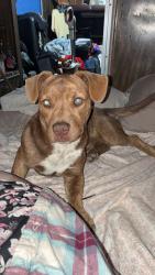Found/Stray Male Dog last seen Near state highway 74 Perris , Perris, CA 92570