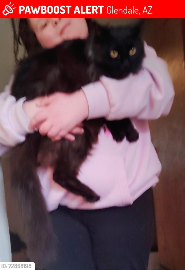 Lost Female Cat last seen Near W Northern, Glendale, AZ 85301