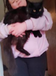 Lost Female Cat last seen Near W Northern, Glendale, AZ 85301