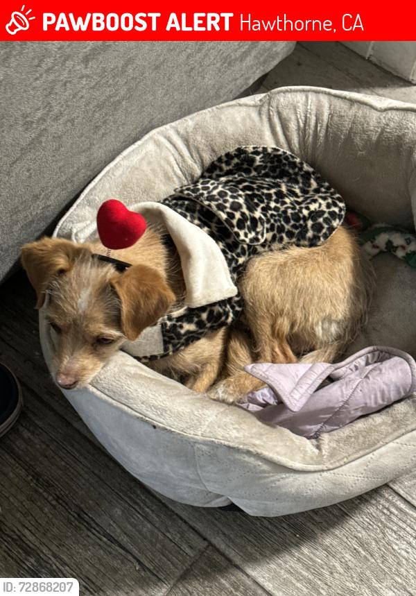 Lost Female Dog last seen Near gas station , Hawthorne, CA 90250