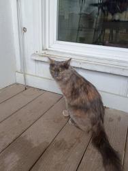 Found/Stray Female Cat last seen Nicollet Avenue and 130th St, Burnsville, MN 55337
