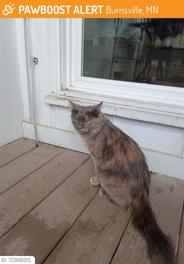 Found/Stray Female Cat last seen Nicollet Avenue and 130th St, Burnsville, MN 55337