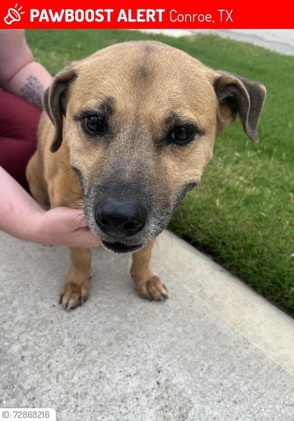 Lost Male Dog last seen Evergreen forest parkway , Conroe, TX 77302
