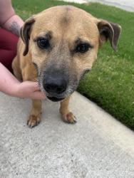 Lost Male Dog last seen Evergreen forest parkway , Conroe, TX 77302