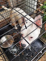 Reunited Male Dog last seen Breckenridge Cv, at Lakeland! , Lakeland, TN 38002